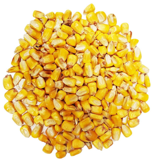 Bulk Whole Corn